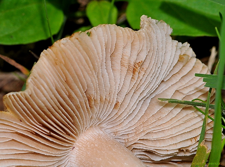 Inocybe sp. sotto betulla...